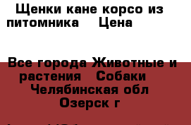 Щенки кане корсо из  питомника! › Цена ­ 65 000 - Все города Животные и растения » Собаки   . Челябинская обл.,Озерск г.